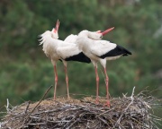 White Stork_ANL_6912